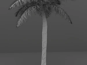 palm tree 3D Model