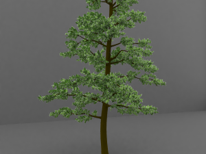 tree Modèle 3D