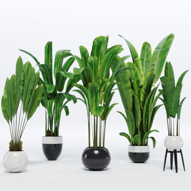 banana leaves plant 3D 모델 .c4d .max .obj .3ds .fbx .stl .blend 