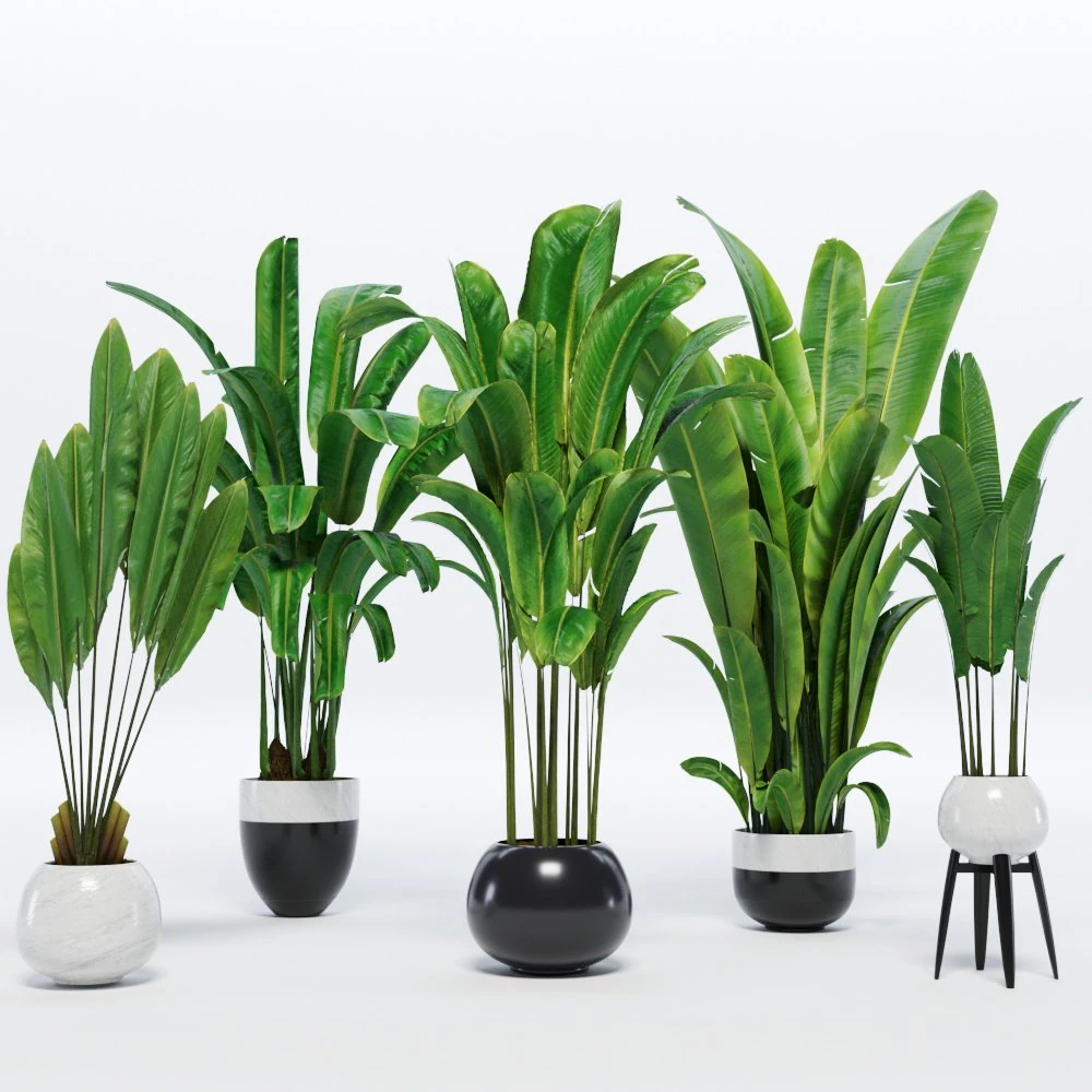banana leaves plant 3D Model .c4d .max .obj .3ds .fbx .stl .blend 