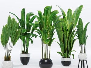 banana leaves plant 3Dモデル