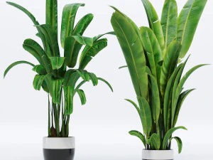 banana leaves plant 3D Model