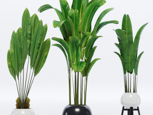 banana leaves plant 3D 모델