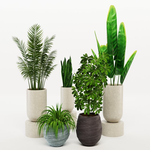 decorative indoor plant 3D Model .c4d .max .obj .3ds .fbx .stl .blend 