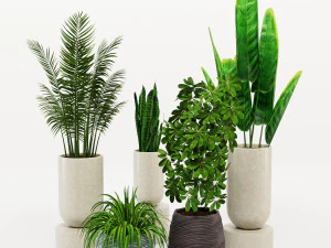 装饰性室内植物 3D 模型