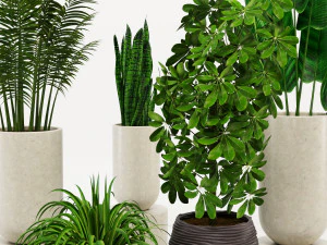 decorative indoor plant 3D Model