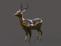 Deer 3D Model