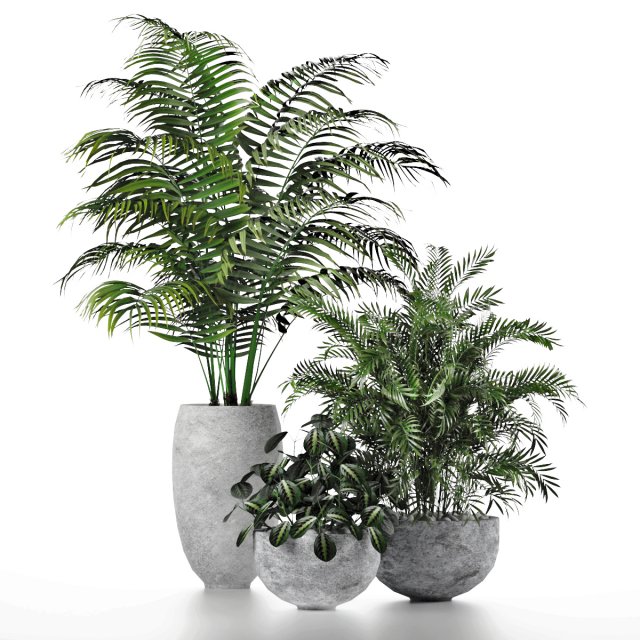 plants indoor Modelo 3D .c4d .max .obj .3ds .fbx .stl .blend 