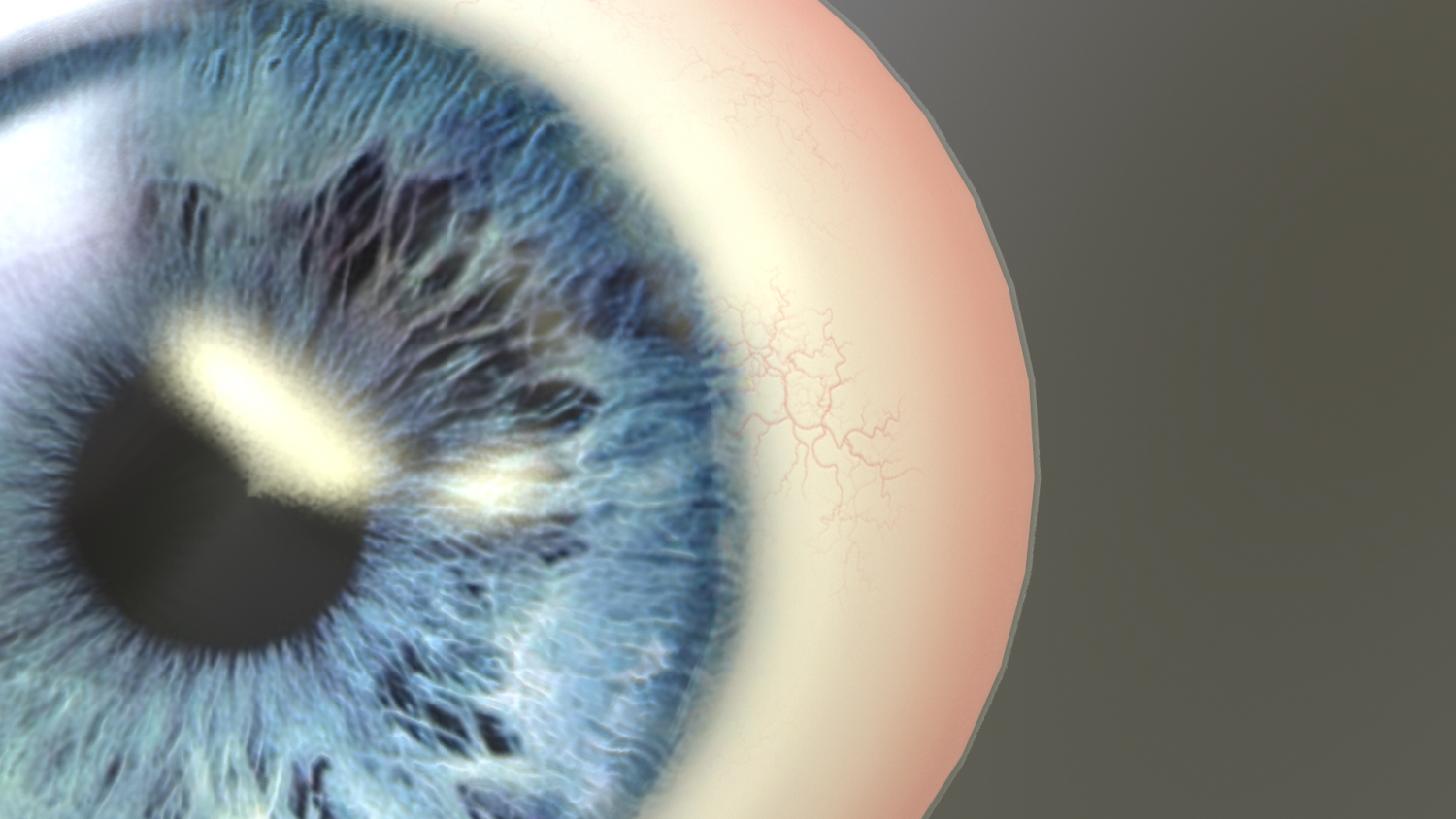 Eye Character 3d Model In Anatomy 3dexport