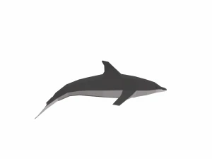 dolphin low poly 3D Model