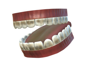 teeth - mouth interior Modèle 3D