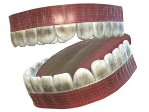 teeth - mouth interior 3D Model