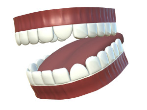 teeth - mouth interior Model 3D