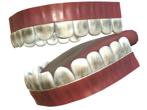 teeth - mouth interior Model 3D