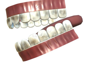 teeth - mouth interior Model 3D