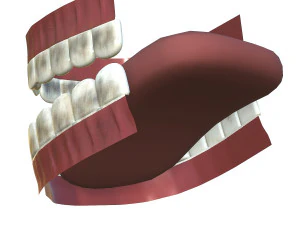 teeth - mouth interior 3D Model