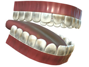 teeth - mouth interior Model 3D