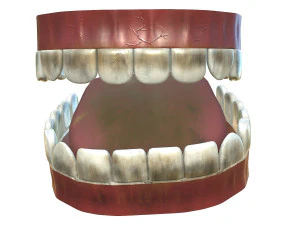 teeth - mouth interior 3D Model