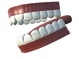 teeth - mouth interior 3D Model