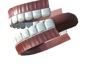 teeth - mouth interior 3D Model