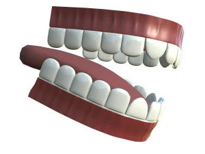 teeth - mouth interior 3D Model
