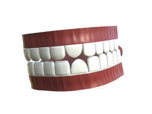 teeth - mouth interior 3D Model