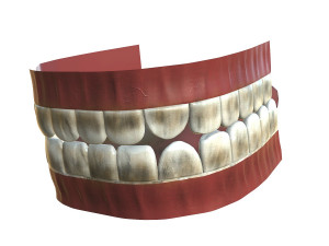 teeth - mouth interior Model 3D