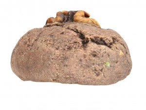 Cookie 02 3D Model