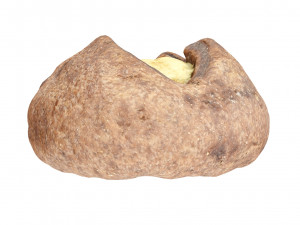 Cookie 03 3D Модель