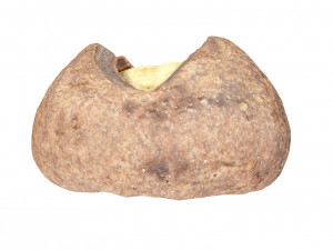 Cookie 03 3D Модель