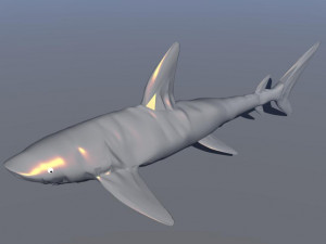 shark 3D Model