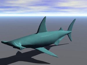 shark02 3D Model