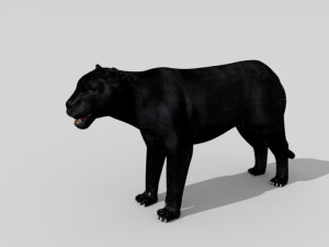 phanter 3D Model