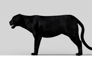 phanter Modelo 3D
