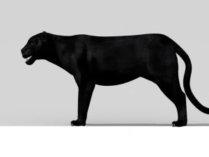 phanter 3D Model