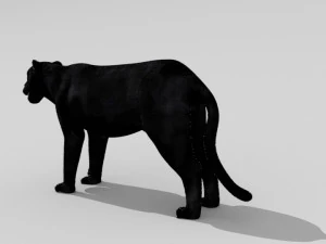phanter 3D Model