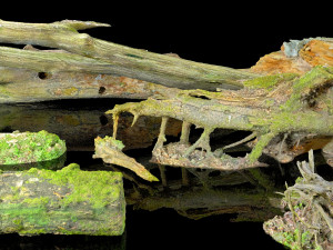 10 types of logs and sticks 3D 模型