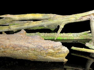 10 types of logs and sticks 3D 模型