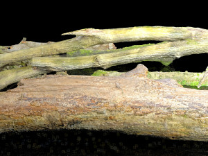 10 types of logs and sticks 3D 模型