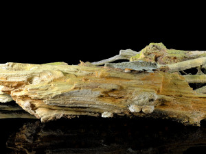 10 types of logs and sticks 3D 模型