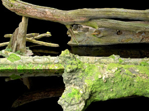 10 types of logs and sticks 3D 模型