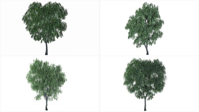 4 birch models with all textures Ready for rendering Modelo 3D .c4d .max .obj .3ds .fbx .stl .blend 