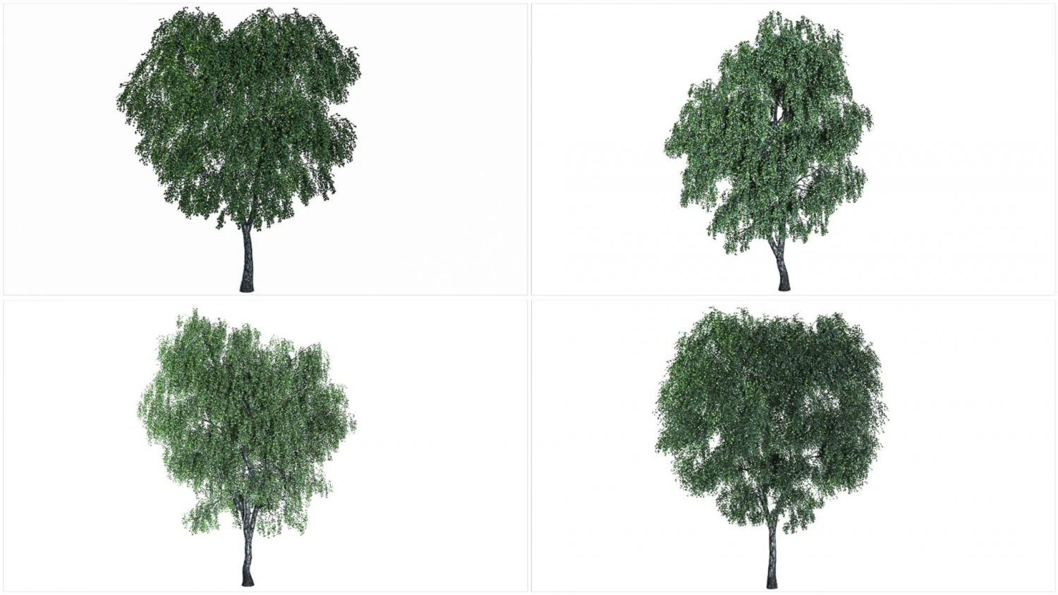 4 birch models with all textures Ready for rendering 3D Model .c4d .max .obj .3ds .fbx .stl .blend