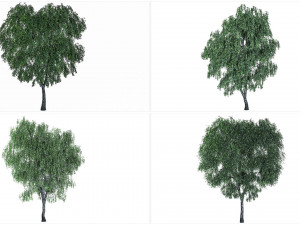 4 birch models with all textures Ready for rendering Modelo 3D
