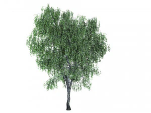 4 birch models with all textures Ready for rendering 3D Model