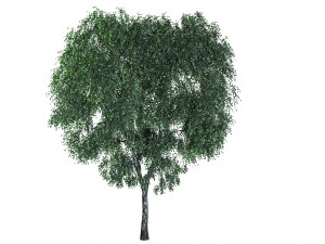 4 birch models with all textures Ready for rendering Modelo 3D