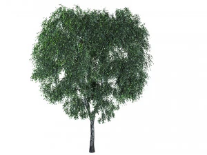 4 birch models with all textures Ready for rendering 3D Model