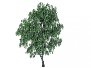 4 birch models with all textures Ready for rendering 3D Model