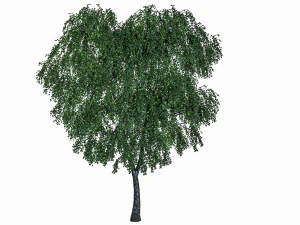 4 birch models with all textures Ready for rendering 3D Model
