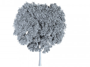 4 birch models with all textures Ready for rendering Modelo 3D